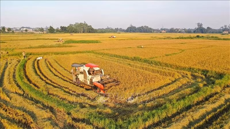 Hanoi busca mejorar la vida de los agricultores ảnh 2