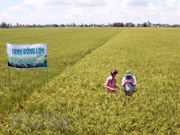 Can Tho desea cooperar con Corea del Sur en logística y agricultura de alta tecnología ảnh 1