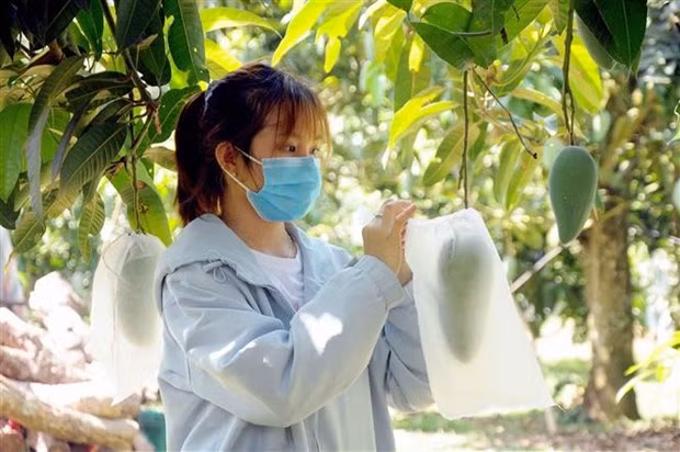 Reino Unido otorga importancia a cooperación agrícola con Vietnam ảnh 1