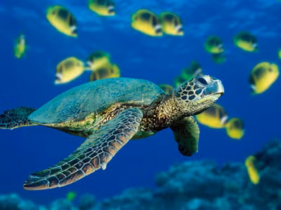 Restauran población de tortugas en peligro de extinción en Vietnam ảnh 1