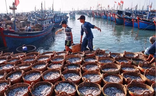 Exhortan a combatir pesca ilegal con medidas drásticas en Vietnam ảnh 1