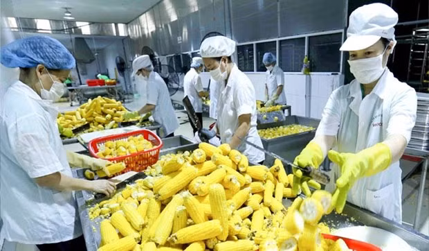 Busca Vietnam impulsar exportaciones de flores, frutas y verduras a Asia y Europa ảnh 1
