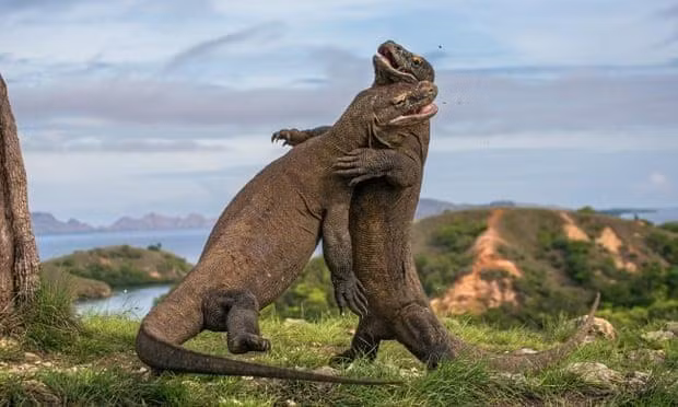 Detiene Indonesia plan para cerrar el Parque Nacional de Komodo ảnh 1