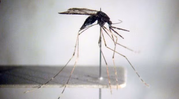 Vietnam se esfuerza por eliminar malaria para 2030 ảnh 1