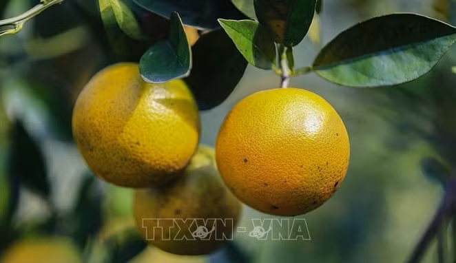 Naranjas Cao Phong llegan a estanterías de Reino Unido ảnh 1