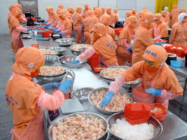 Exportaciones de camarones de Vietnam crecerán a pesar de Brexit ảnh 1