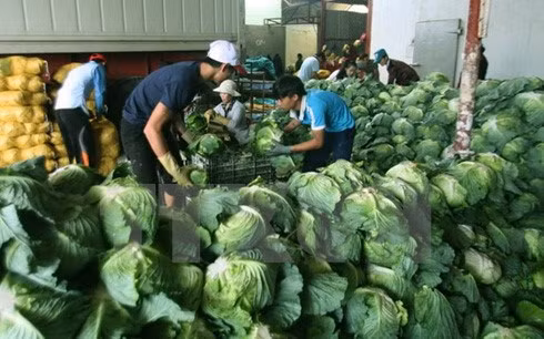 Can Tho busca cooperación en agricultura limpia con Nueva Zelanda ảnh 1