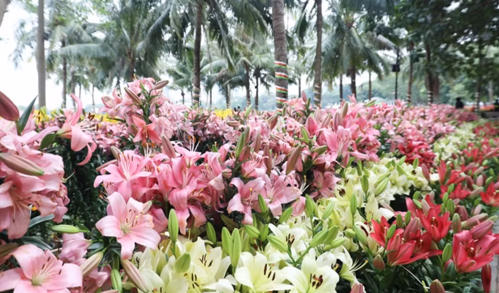 “Región de flores de Hanoi 2023” atrae a visitantes ảnh 2