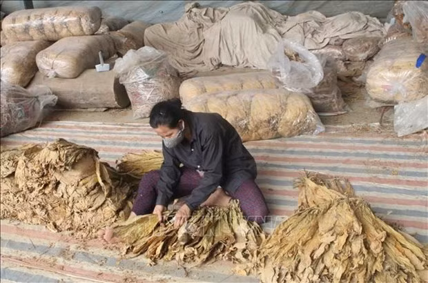 Vietnam: Cuota de importación de tabaco crudo se fija en casi 72 mil toneladas ảnh 1