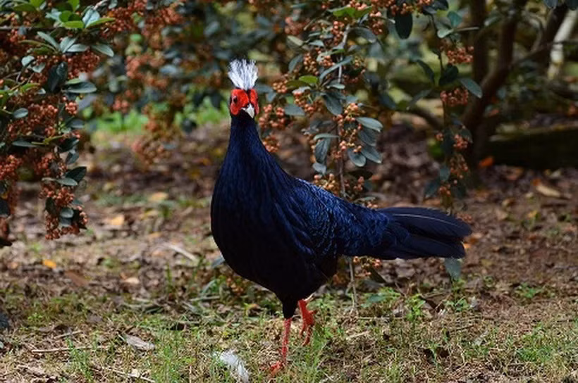 Fomentan conservación de faisán de Edwards en Vietnam ảnh 1 Fomentan conservación de faisán de Edwards en Vietnam ảnh 1