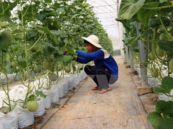 Construirán en provincia sudvietnamita fábrica de procesamiento de frutas ảnh 1