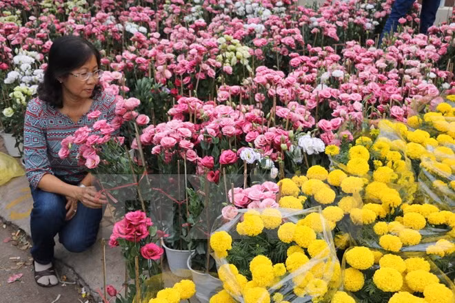 Se aproxima mayor festival de rosas en Vietnam ảnh 1