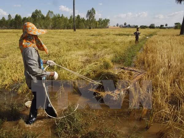 Asistencia internacional a favor del desarrollo agrícola de Camboya ảnh 1