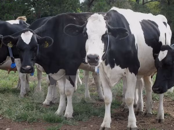 Fiebre aftosa brota en Camboya ảnh 1