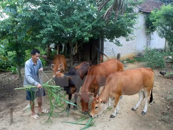 Dificultades en la modernización rural en Vietnam ảnh 1