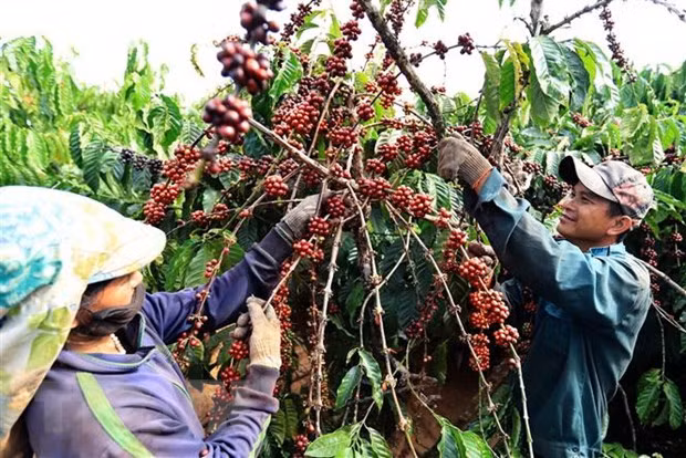 Crecen exportaciones de Vietnam a Australia ảnh 1