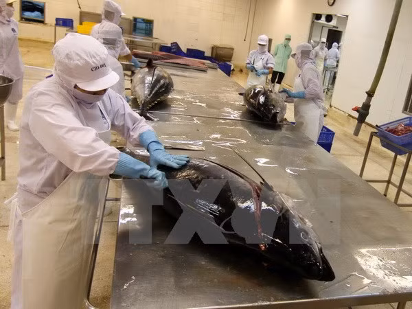 Exportación vietnamita de atún a Canadá registra fuerte aumento ảnh 1