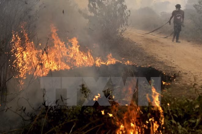 Incendios forestales en Indonesia afectan salud de miles de personas ảnh 1