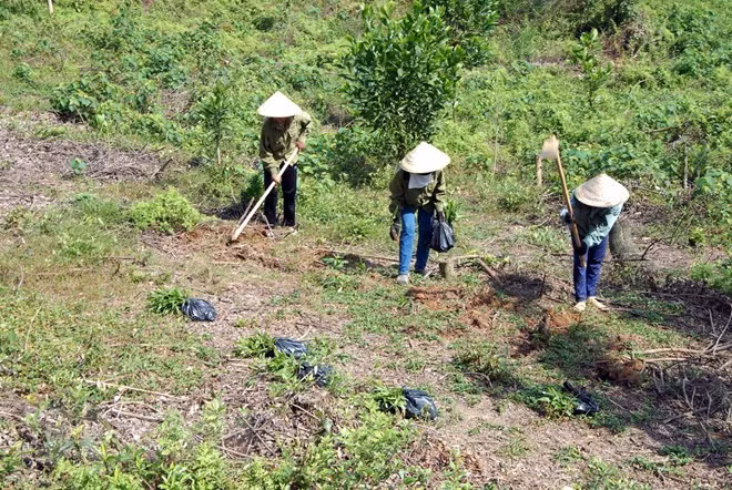 Binh Thuan se esfuerza a reducir la pérdida y degradación forestal ảnh 1