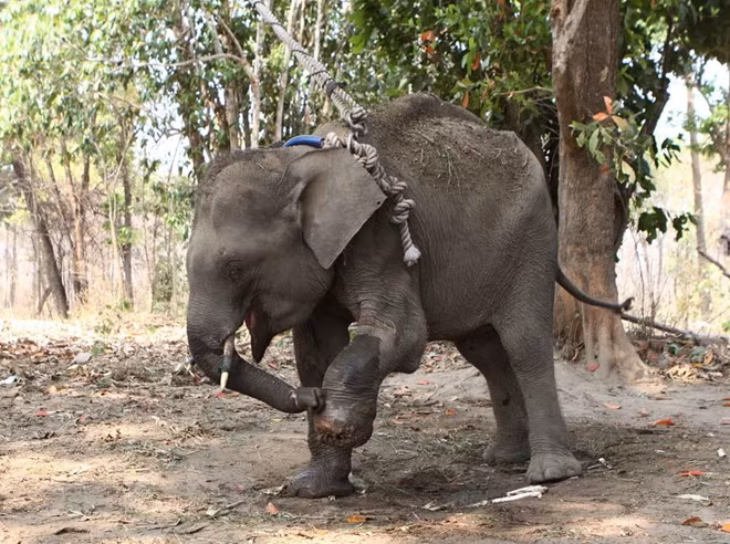 Vietnam urge conservación de elefantes en parque nacional Vu Quang ảnh 1