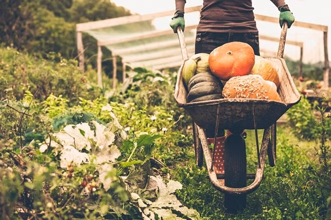 Vietnam mejora control de pesticidas en productos agrícolas para impulsar ventas a Seúl ảnh 1