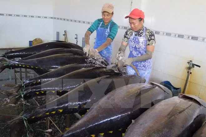 Japón transfiere tecnología de pesca de atún oceánico a Vietnam ảnh 1