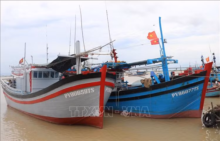 Localidad vietnamita acelera medidas para levantar “tarjeta amarrilla” por CE ảnh 1