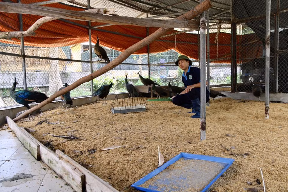Protegen en Hanoi a casi 800 ejemplares de animales salvajes rescatados ảnh 1