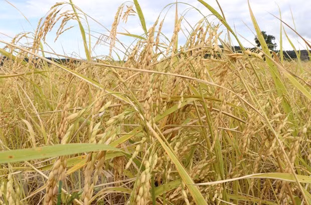 Australia y Vietnam cooperan en desarrollo de nuevas variedades de arroz ảnh 2