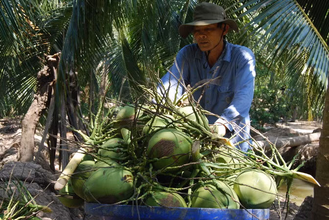 Provincia vietnamita expande el cultivo de coco orgánico ảnh 1