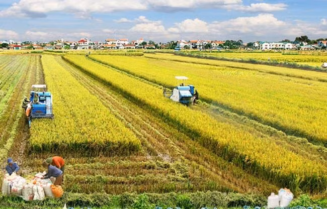 Australia y Vietnam cooperan en desarrollo de nuevas variedades de arroz ảnh 1