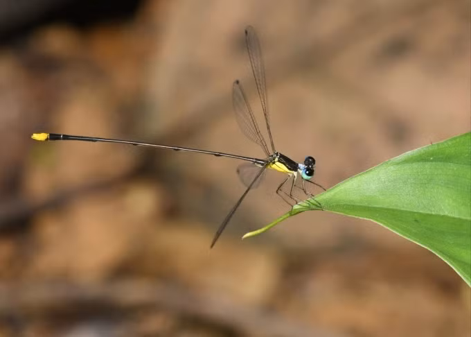 Descubren nueva especie de insecto en provincia central vietnamita ảnh 1