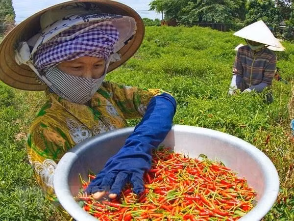 Chile fresco de Vietnam obtiene permiso de entrada al mercado chino ảnh 1