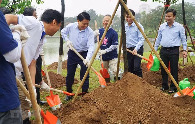 Cultivan en Hanoi más de mil árboles de cerezo, puente de amistad entre Vietnam y Japón ảnh 1