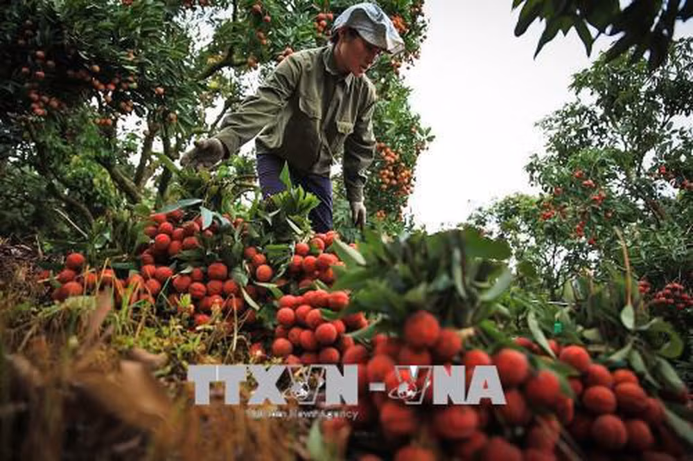  Cultivo de lichi genera ingreso estable para agricultores vietnamitas ảnh 1