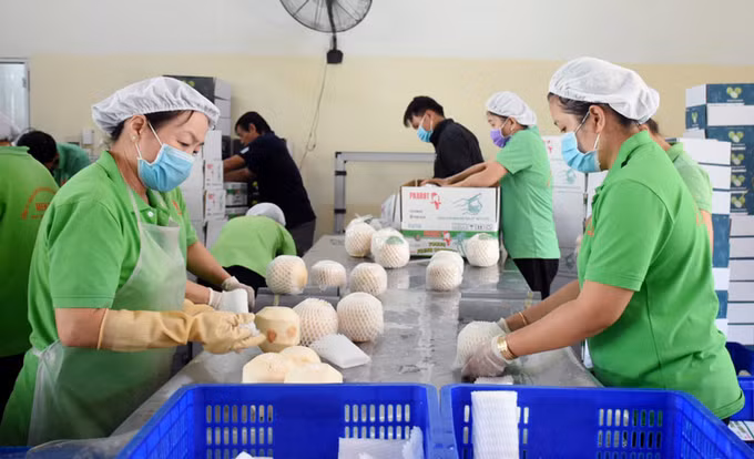 Vietnam recibe luz verde de EE. UU. para exportar coco fresco descascarillado ảnh 1