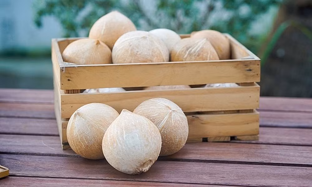 Vietnam recibe luz verde de EE. UU. para exportar coco fresco descascarillado ảnh 2