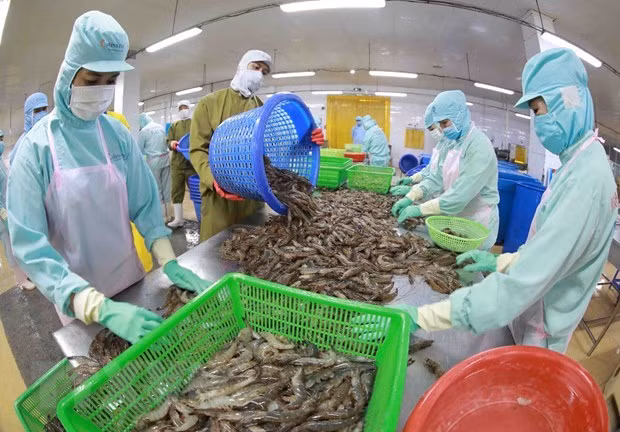 Exportadores vietnamitas de camarón reportan ganancias en 2022 gracias a TLC ảnh 1