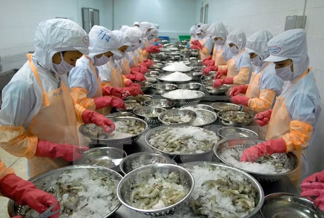 En alza exportación de camarones vietnamitas a Estados Unidos ảnh 1