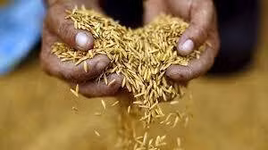 Exportaciones de arroz de Tailandia a Filipinas se duplicarán en 2023 ảnh 1