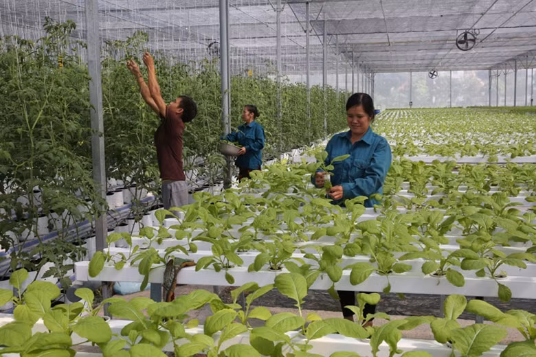 Hanoi prevé tener tres mil cooperativas para 2030 ảnh 1