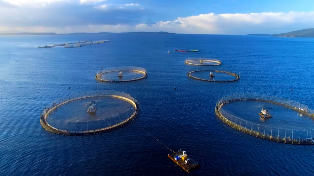 Vietnam busca desarrollar la industria de acuicultura marina ảnh 1