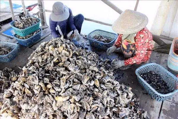 Vietnam y Japón impulsan cooperación en cadenas de producción de ostras ảnh 1