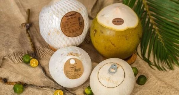 Exportaciones de coco de Vietnam superarán mil millones de dólares en los próximos años ảnh 1
