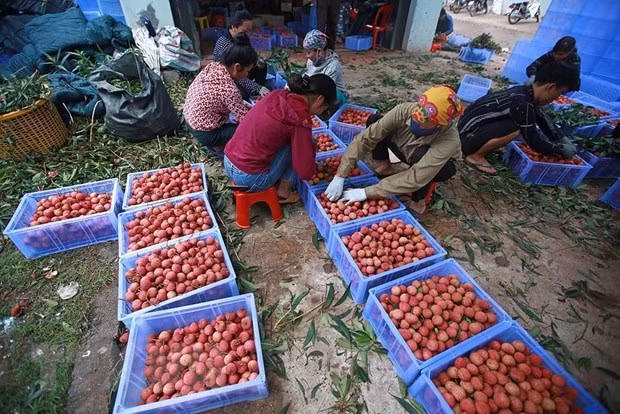 Certificado de Indicación Geográfica favorece exportación de lichi de Bac Giang de Vietnam ảnh 1