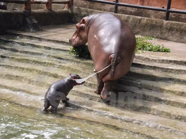 Hipopótamo sudafricano viene al mundo en zoo vietnamita ảnh 1
