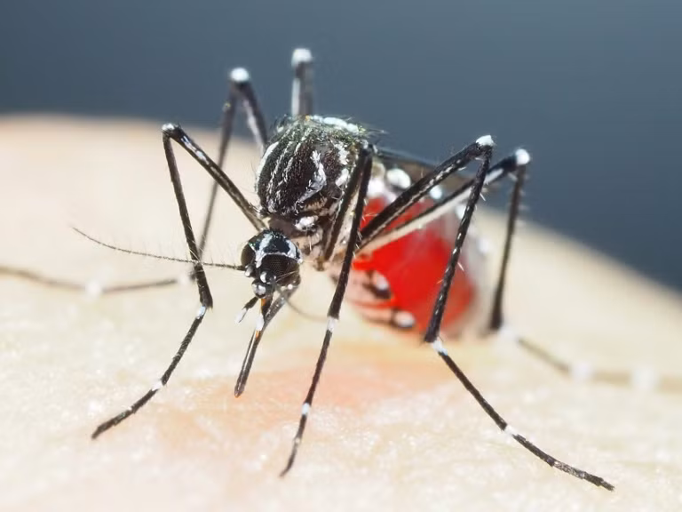 Tailandia abre centro de operaciones de emergencia por aumento de casos de dengue ảnh 1