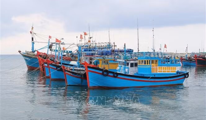 Vietnam por combatir IUU y lograr el levantamiento de “tarjeta amarilla” ảnh 1