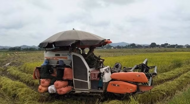 Exportaciones de arroz en el segundo trimestre mantendrán impulso de crecimiento positivo ảnh 1