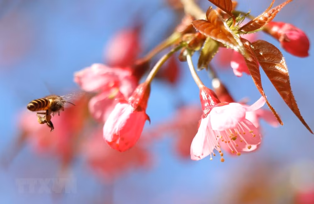 [Foto] Belleza de Mu Cang Chai en la primavera ảnh 5